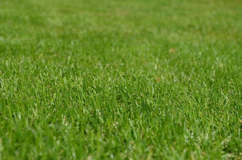 Green garden
